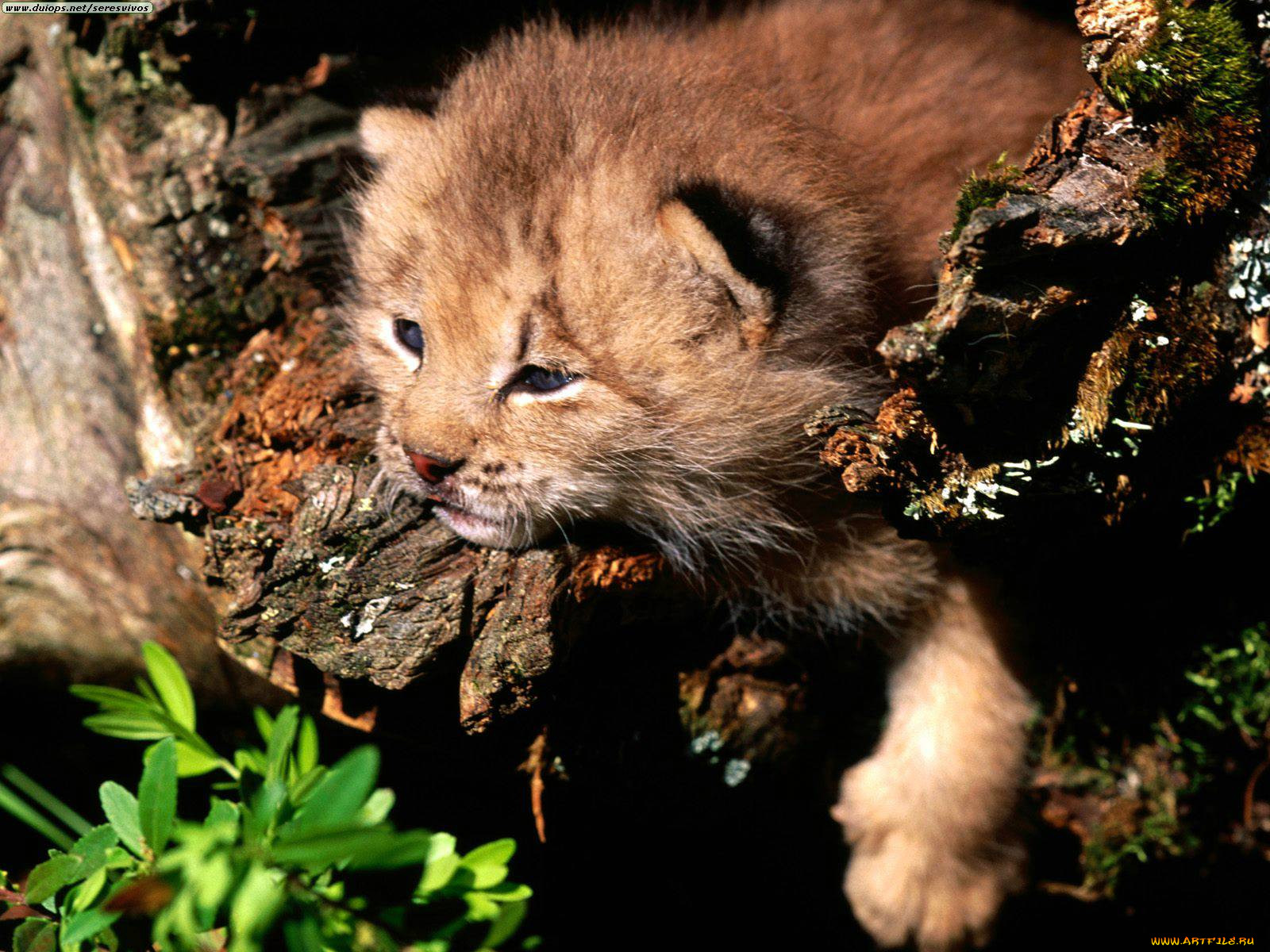 peaking, interest, canada, lynx, , 